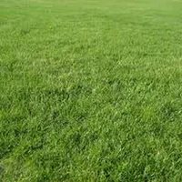 immagine profilo del group telegram di Dermatite Atopica