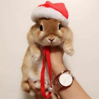 immagine profilo del channel telegram di 🐇 Coniglietti 🐇