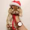 immagine profilo del channel telegram di 🐇 Coniglietti 🐇