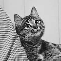 immagine profilo del channel telegram di DailyCats