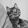 immagine profilo del channel telegram di DailyCats