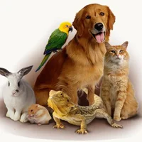 immagine profilo del group telegram di L'amore ha 4 zampe 🐾 💞