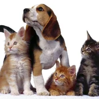 immagine profilo del channel telegram di C🅰️ɴɪ G🅰️ᴛᴛɪ ᵉ ⁿᵒⁿ ˢᵒˡᵒ