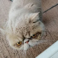 immagine profilo del group telegram di GATTINI SPAM