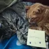 immagine profilo del group telegram di I Gattari