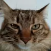 immagine profilo del channel telegram di 🐯GattiPazzi🐱CrazyCats🦁