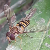 immagine profilo del channel telegram di natura animali insetti 73🐛🦇🐞🪲🕷🪰🦎🦞🐿🌱🌏