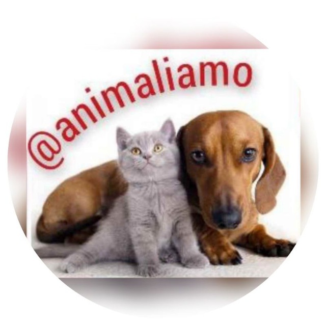 immagine profilo del channel telegram di 🐾 Animali amo 🐾