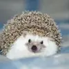 immagine profilo del channel telegram di Ёжики | Beautiful Hedgehogs