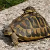 immagine profilo del group telegram di Tartarughe 🐢