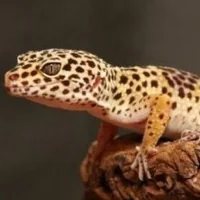 immagine profilo del group telegram di 🦎EXOTIC ANIMALS ITA🦎