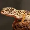 immagine profilo del group telegram di 🦎EXOTIC ANIMALS ITA🦎