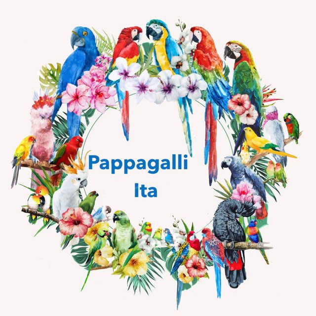 immagine profilo del group telegram di Pappagalli Ita