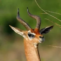 immagine profilo del channel telegram di Biocoenosis | Daily animals