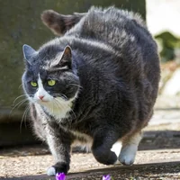 immagine profilo del group telegram di I Gattini Obesi