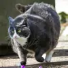 immagine profilo del group telegram di I Gattini Obesi