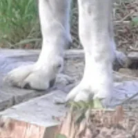 immagine profilo del channel telegram di Dai una zampa 🐶🐱