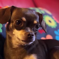 immagine profilo del group telegram di Amanti dei Chihuahua