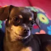 immagine profilo del group telegram di Amanti dei Chihuahua
