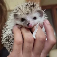 immagine profilo del group telegram di IlRiccioAfricano