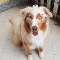 immagine profilo del group telegram di Australian shepherd Italia