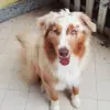 immagine profilo del group telegram di Australian shepherd Italia