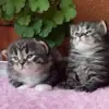 immagine profilo del channel telegram di SiberianKisa
