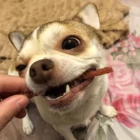 immagine profilo del channel telegram di Жизнь удивительных собак