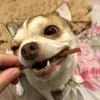 immagine profilo del channel telegram di Жизнь удивительных собак