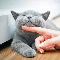 immagine profilo del channel telegram di Solo Gatti