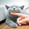 immagine profilo del channel telegram di Solo Gatti