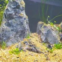 immagine profilo del channel telegram di Nature Passion