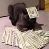 immagine profilo del group telegram di BONUS APP - CRYPTO - CARTE - SOLDI GRATIS - GUADAGNI ONLINE - GUADAGNARE ONLINE - SOLDI FACILI - ITALIA - COME FARE SOLDI ONLINE