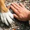 PET SANI CON NATURA - channel Telegram