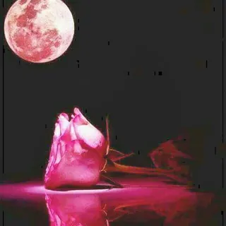 هےـِمِےـسًےـ🌹 ٱلَمِےـشّےـٱعَےـر💖 - قناة Telegram