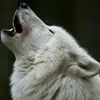 immagine profilo del group telegram di Lupus in Tabula IT (I funghi esistono solo il fine settimana)