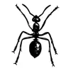 Profile picture: OrgRobot