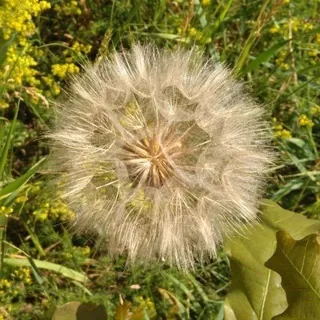 Puste Blume - Bot Telegram