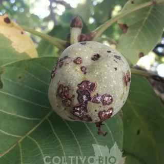 Agronomia & Fitopatologia - Canale Telegram