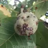 immagine profilo del channel telegram di Agronomia & Fitopatologia