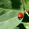 immagine profilo del channel telegram di 🍅Quattro e quattr ORTO🍅
