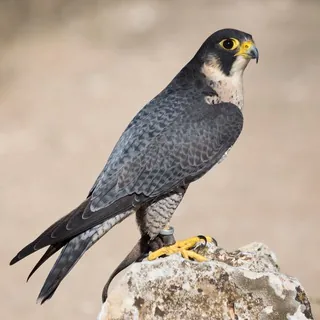 Dall'occhio del falco - Canale Telegram