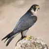 immagine profilo del channel telegram di Dall'occhio del falco