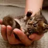 Profile picture: Cute Cat Bot