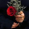صورة الملف الشخصي: كبرياء الورد ..✿❥●•