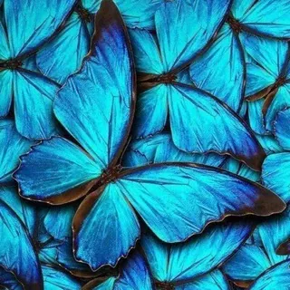 Jardim das Borboletas. 💙🦋 - Canal Telegram