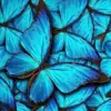 Foto de perfil: Jardim das Borboletas. 💙🦋
