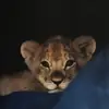 صورة الملف الشخصي: طقم افتارات