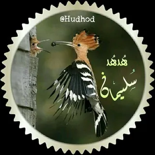 👌°`هـُدهــُد سـُـلـيـمـاَن ❆ - قناة Telegram