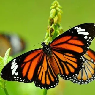 Encantos da Natureza - Canal Telegram